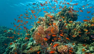 Dolphin Watching Tour