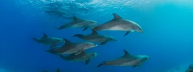 swim with dolphin logo